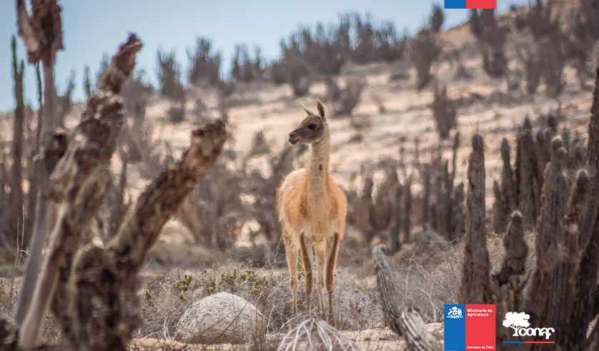 Parque Nacional Pan de Azúcar Sistema Nacional de Áreas Silvestres