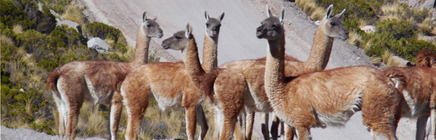 Guardaparques indagan la tendencia poblacional del guanaco en el PN