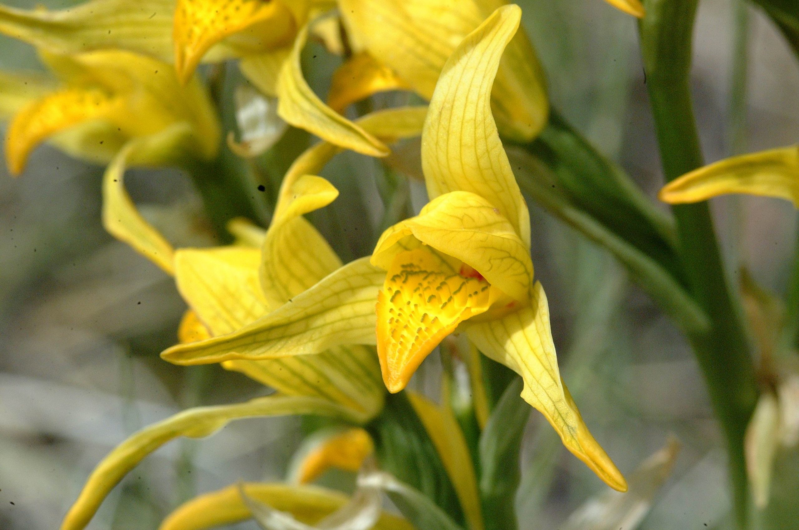 En la actualidad se conservan catorce especies de orquídeas en el Parque  Nacional Patagonia (Jeinimeni, Tamango y Valle Chacabuco) – Sistema  Nacional de Áreas Silvestres del Estado