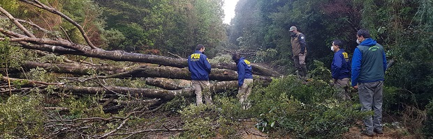 CONAF por tala de árboles en Parque Alerce Costero: “Se buscarán los  responsables por este daño realizado en un patrimonio de todos” – Sistema  Nacional de Áreas Silvestres del Estado